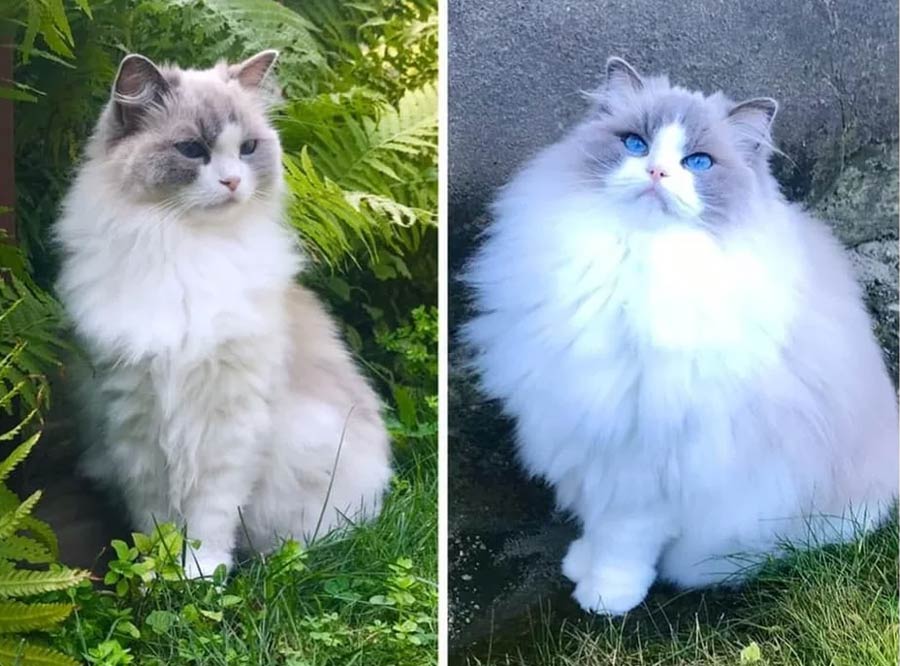 You may have heard of a glow up but here I present to you a floof up