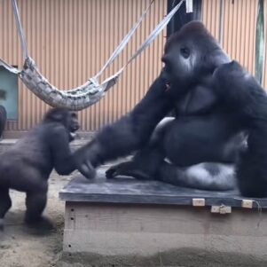 Clever gorilla knows how to fight a bigger opponent