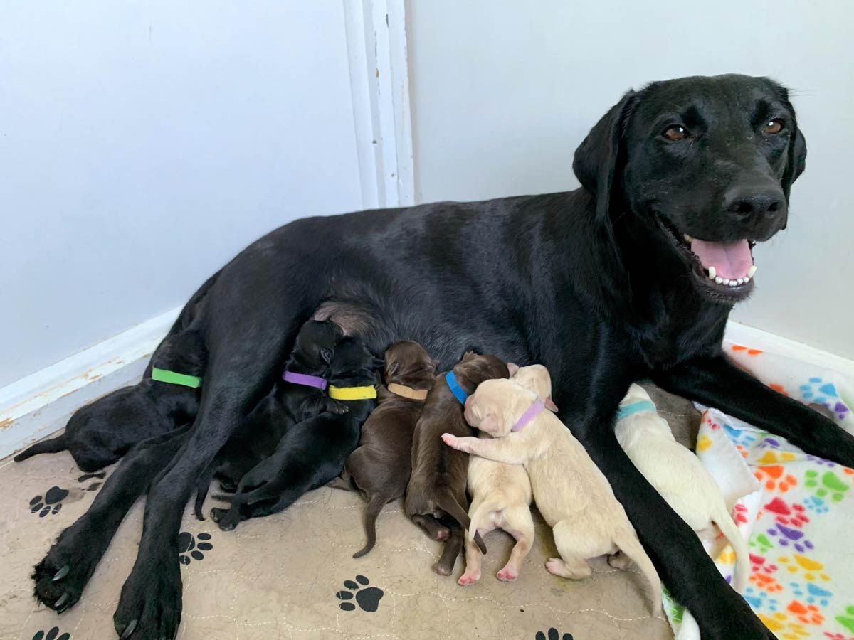 My foster mama Ellie had her babies yesterday, apparently she came with a whole lab sampler pack!