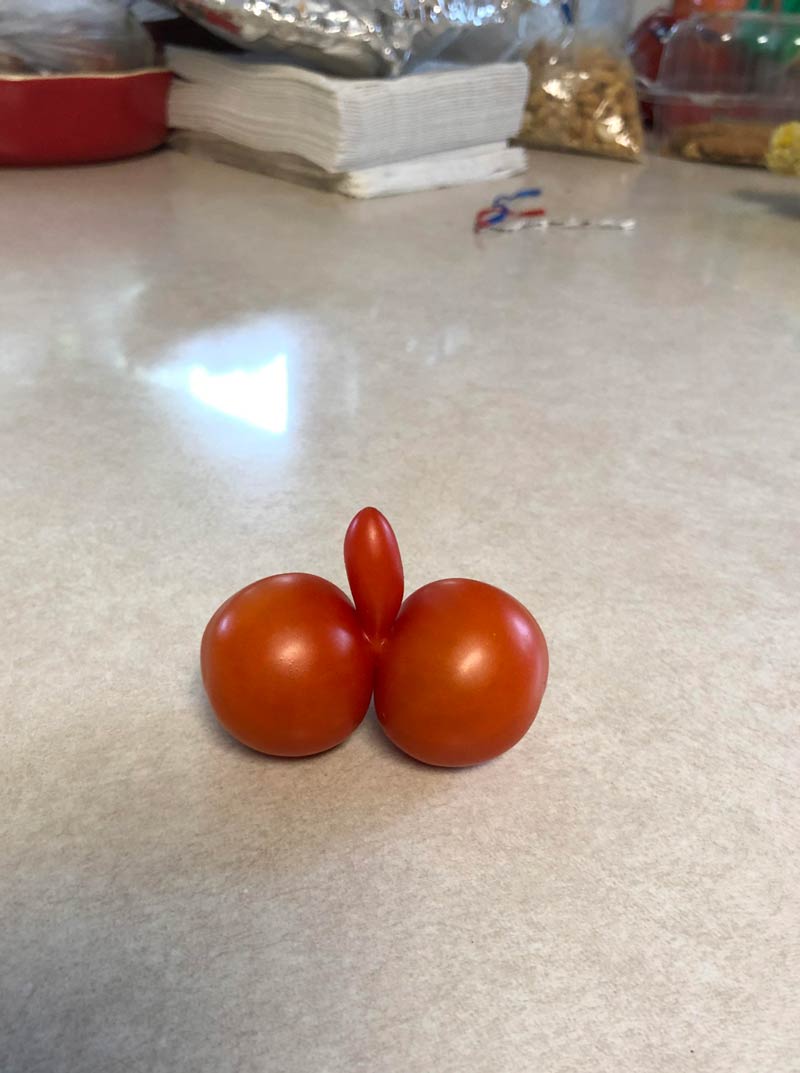 Dad was so proud of this tomato he pulled from his garden