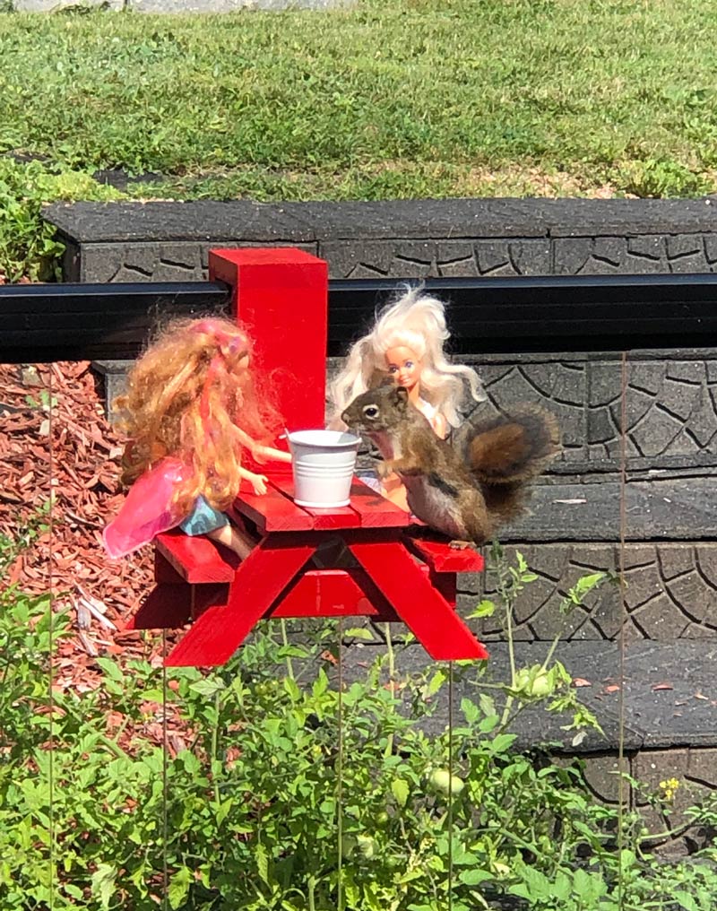squirrelI bought a picnic table for my neighbourhood squirrel