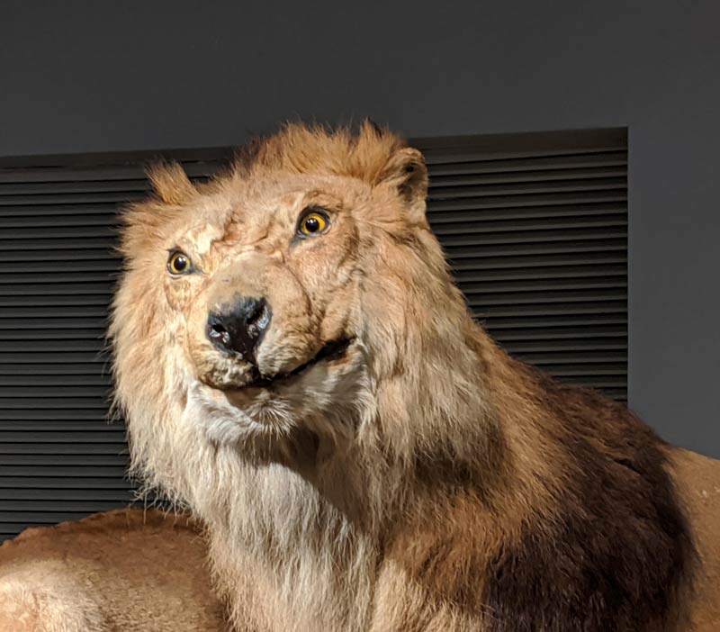 Went to the Shanghai Natural History Museum today. I think the taxidermist was out sick on lion day