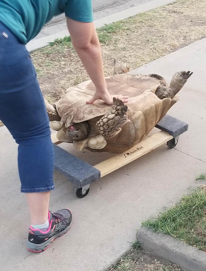 Neighbor's tortoise escaped and walked almost a street away. At around 250 pounds, this was their solution to get her home!