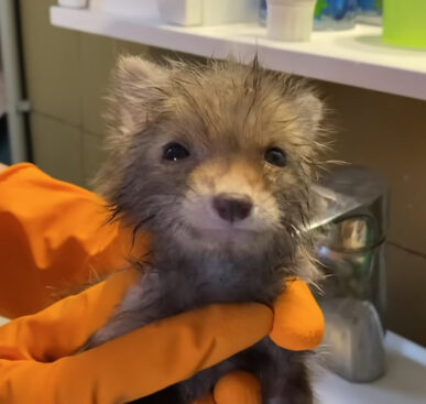 Baby Fox Became Attached After Being Rescued