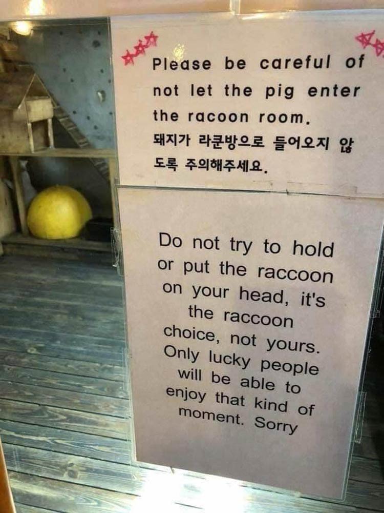 Do not put raccoon on head!