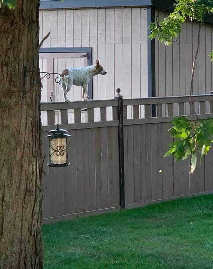 This is a pic of my parents agile dog posted by our neighbors. My parents spent thousands on that fence to keep her in..
