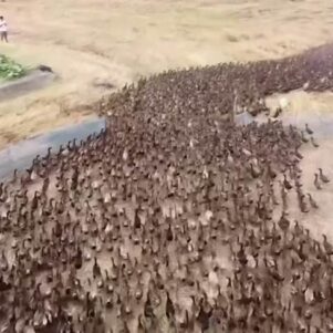 Swarm Of 10,000 Ducks Clean Up Rice Fields