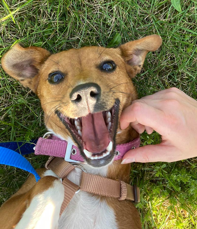 Meet hope, she was adopted today and seems quite happy about it!
