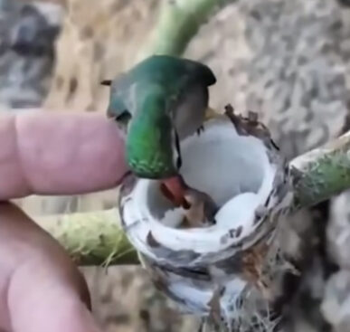 Hummingbird Feeding Its Babies