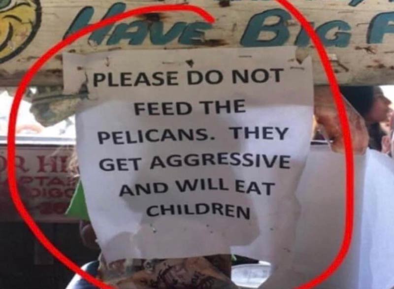 Please do not feed the pelicans