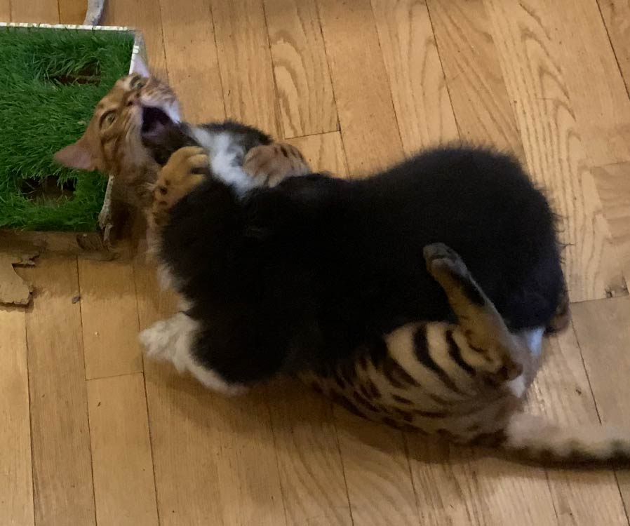 We got a corgi pup and she likes to tackle the cat