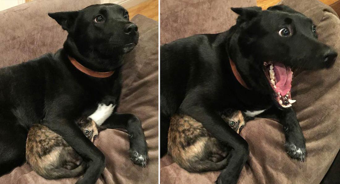 Puppy protecting/comforting a kitten during a thunderstorm