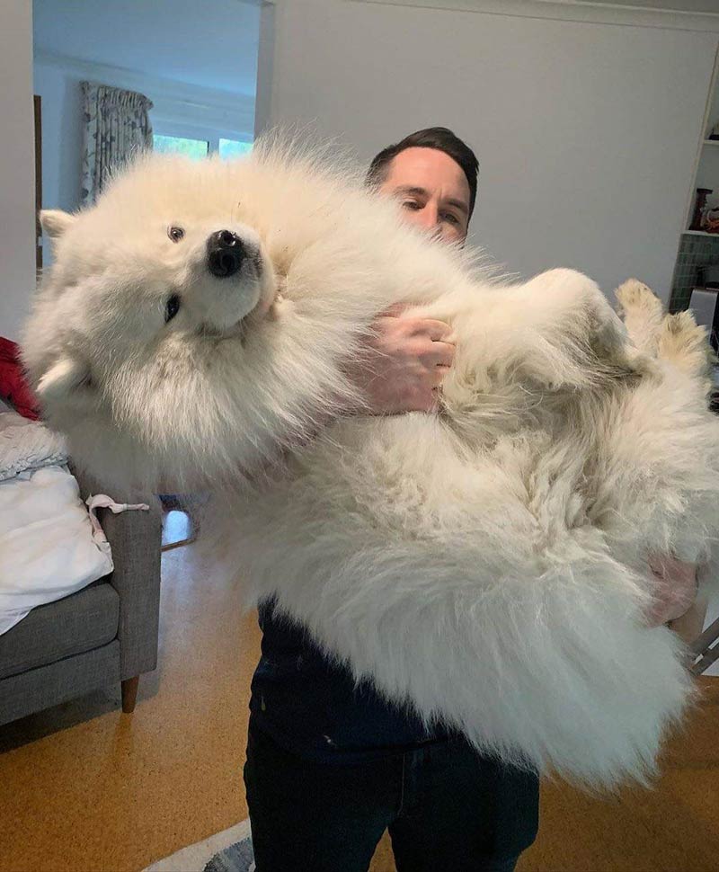 Dad says I'm a big, floofy, baby. I don't know what he's talking about