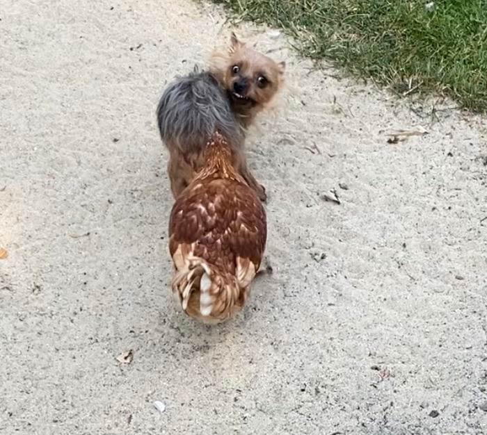 Two of my chickens (I have 10) like to sneak up on my dog and poke her in the butt