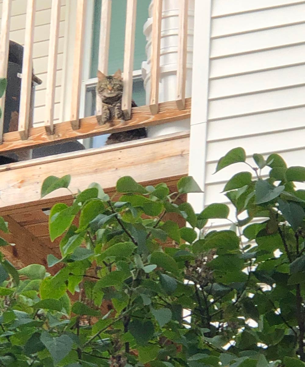 Every time I go out to smoke on my balcony, this cat always stares at me like he is worried about my life choices