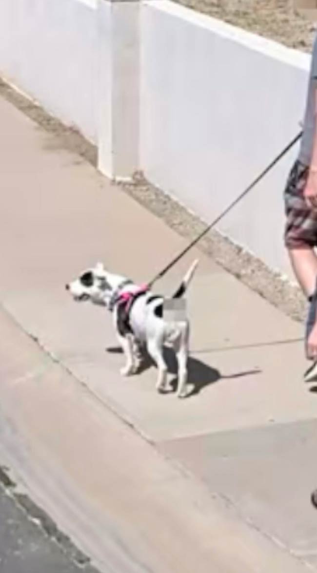 Made it onto Apple Map’s new street view feature. They were kind enough to blur out my dog’s butt