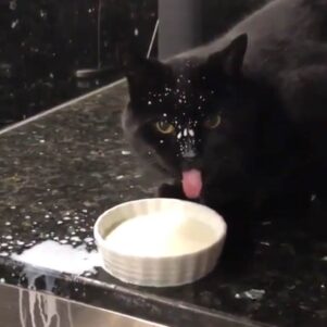 Cat Has A Real Drinking Problem