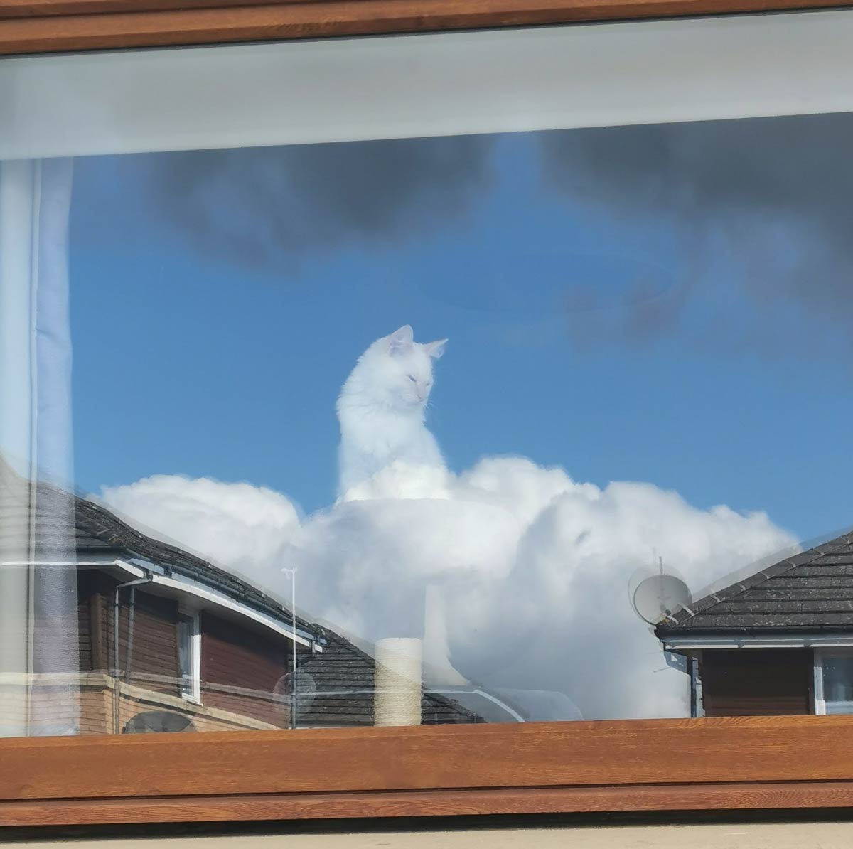 This cat looking out the window