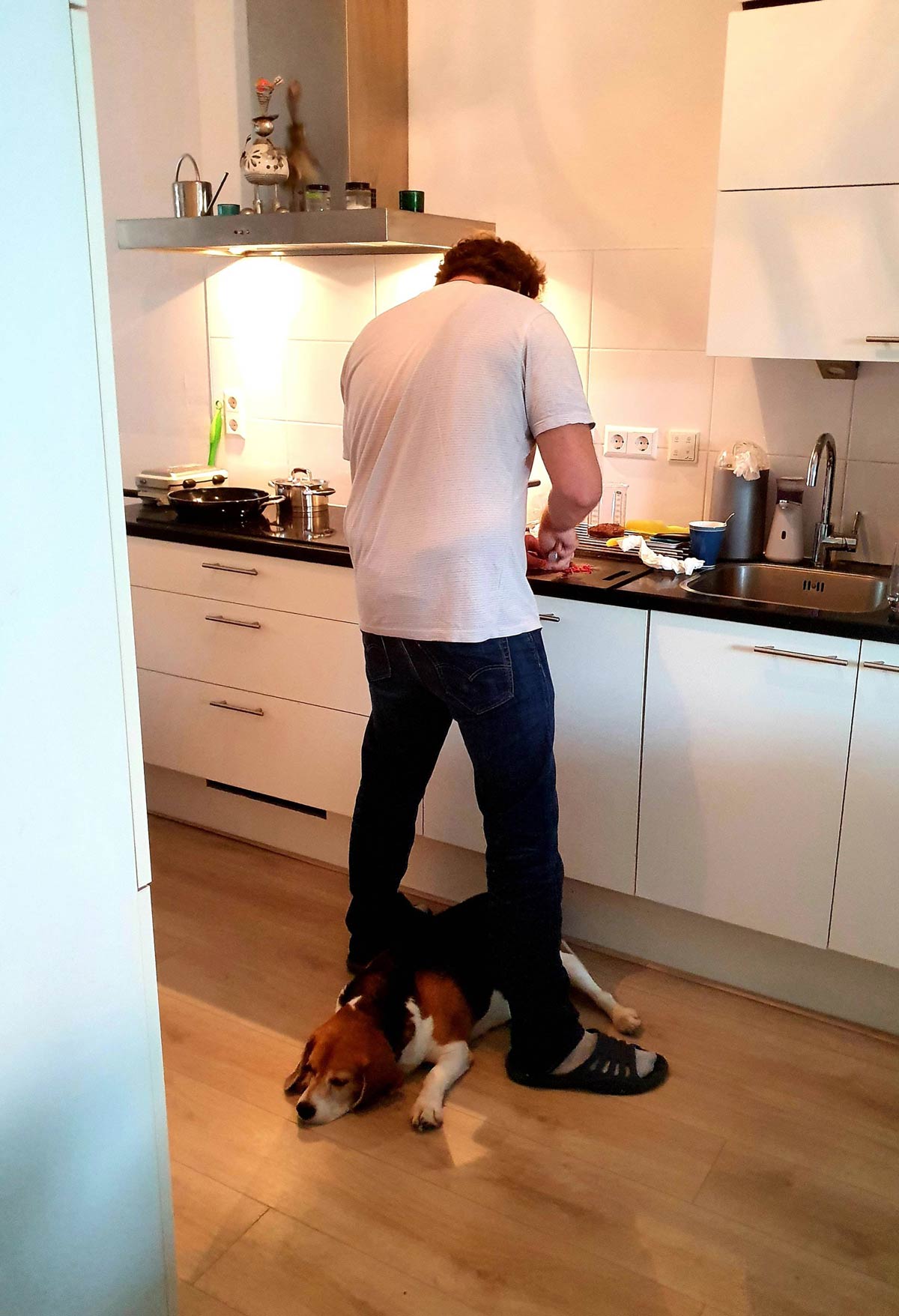 Who can relate Cooking with a dog