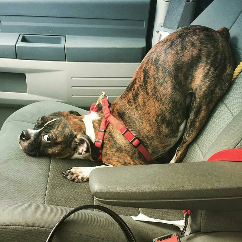 Doggo doesn't know how to sit in the car without his bed