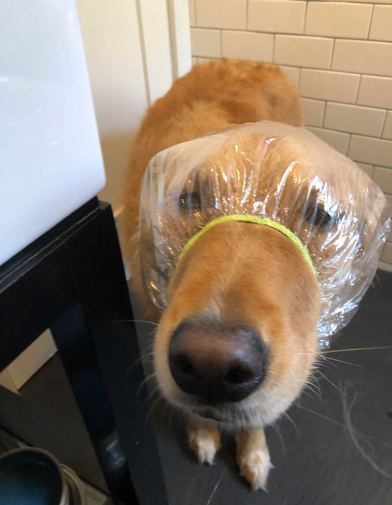 I bought a shower cap for my dog, Riker. He still hasn’t forgiven me