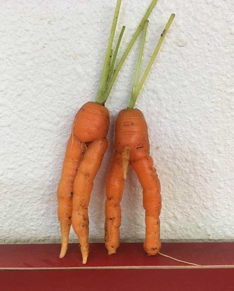 Dad sent me this picture in a text saying, “I think I know why we had such a great carrot crop this year.”