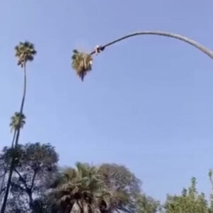 Guy Rides 100ft Palm Tree