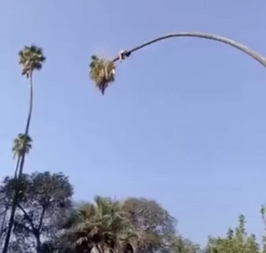 Guy Rides 100ft Palm Tree