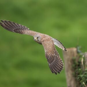 Hunting Kestrel Hovers Over Windy Cliff