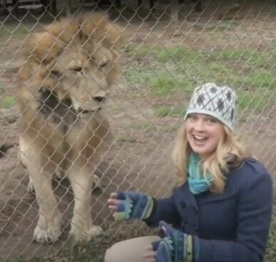 An Interview With A Lion