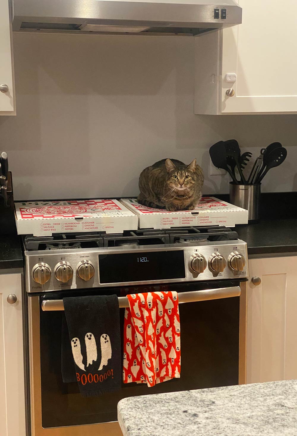 Dilly, the Protector of all that is Pizza