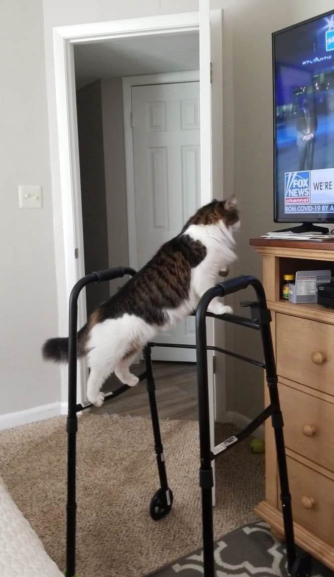 Think my cat has had enough of Fox News
