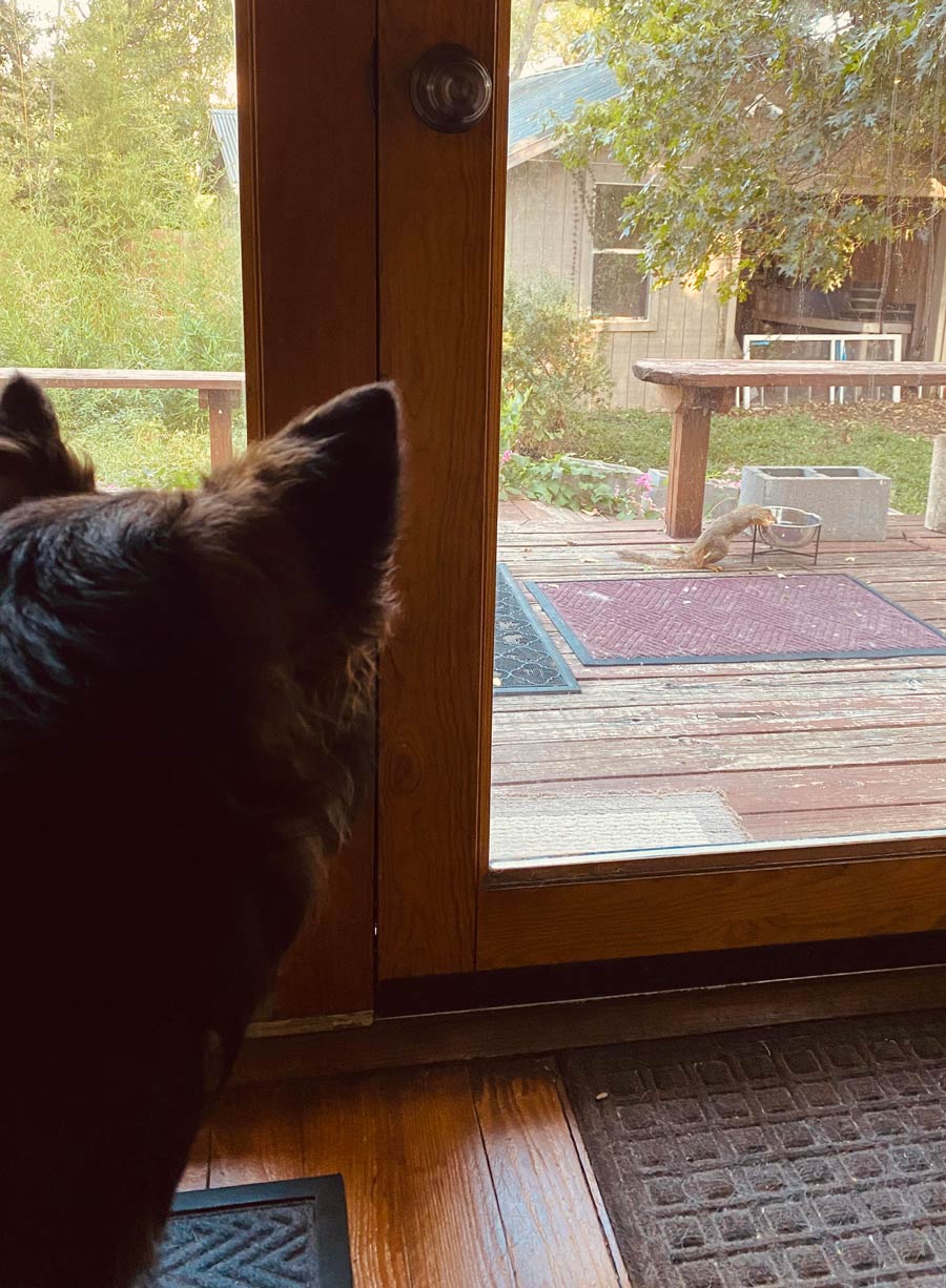 My dog is not happy with that squirrel