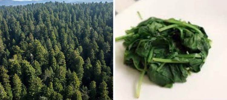 How much spinach I start cooking with Vs how much I end up with