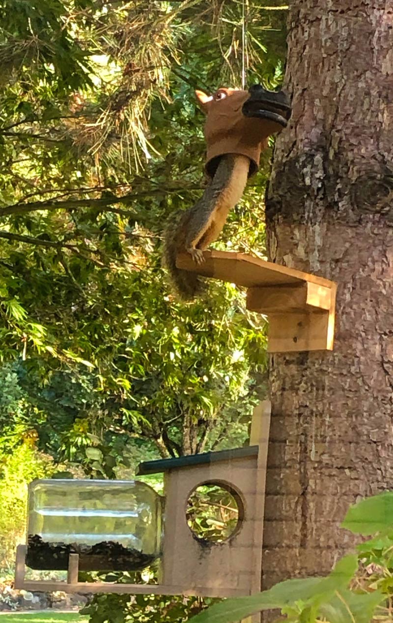 Got my wife a horse head squirrel feeder for her birthday and today one of them finally figured it out