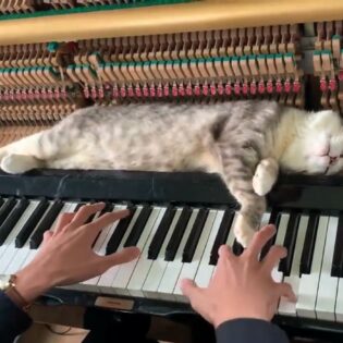 Cat Enjoys Piano Massage