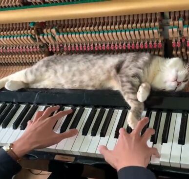 Cat Enjoys Piano Massage