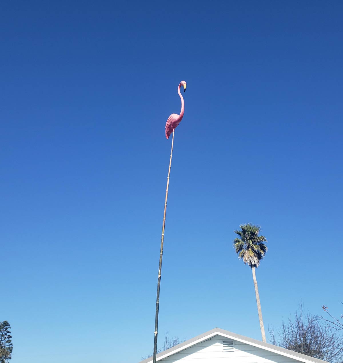 I asked my husband to get a new leg for the garden flamingo..