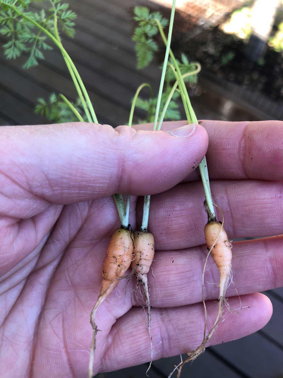 My home grown carrot harvest, tonight we feast!