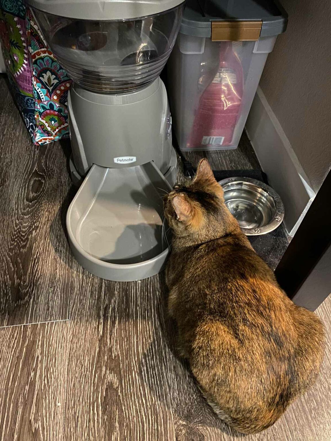 cat self feeder