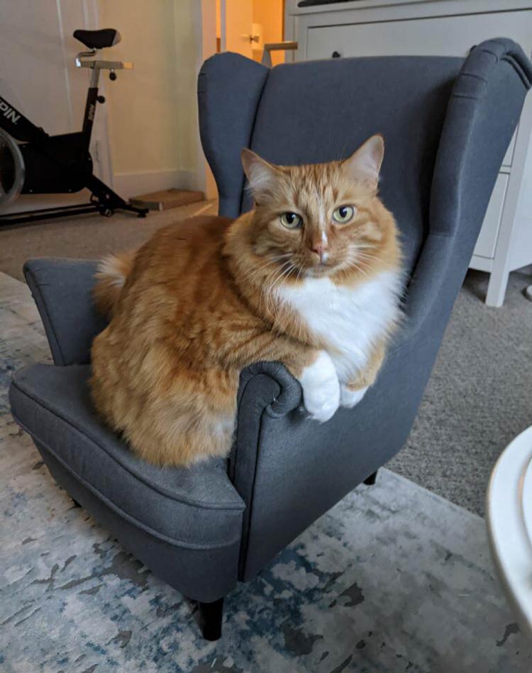 Thanks to a mini armchair for my daughter, my cat looks massive