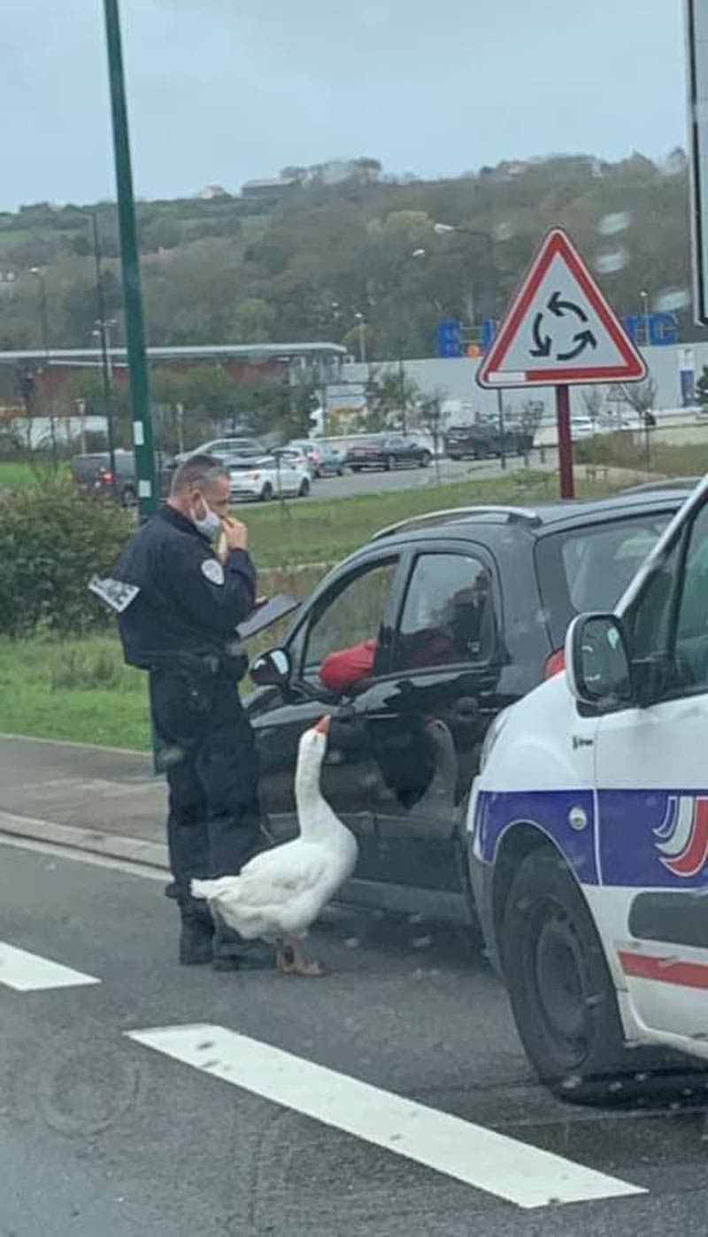 Just a policeman and his Goose on a traffic stop