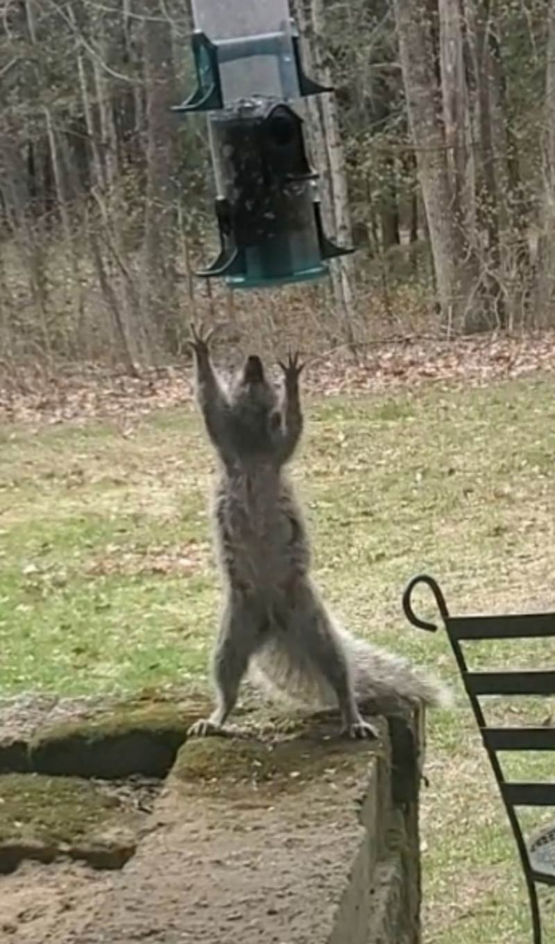 I tried squirrel-proofing my bird feeder. While it didn't work for long, I got a good 20 minutes of entertainment watching them try and figure it out