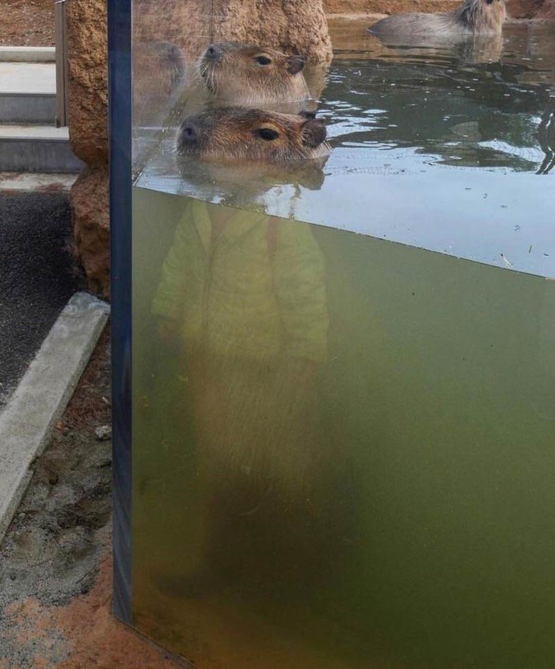 Capybara looks like it’s wearing clothes due to reflection