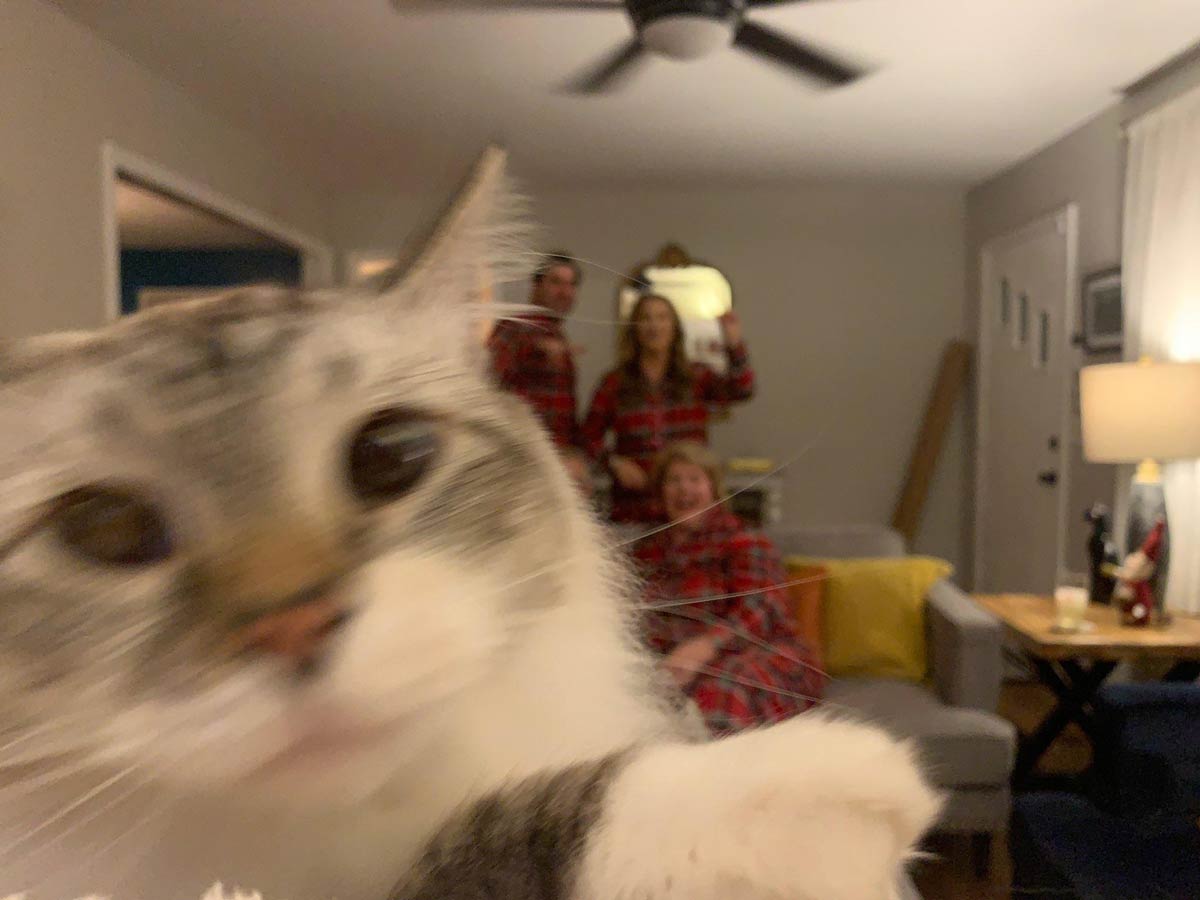 Cat ruined our Christmas photo