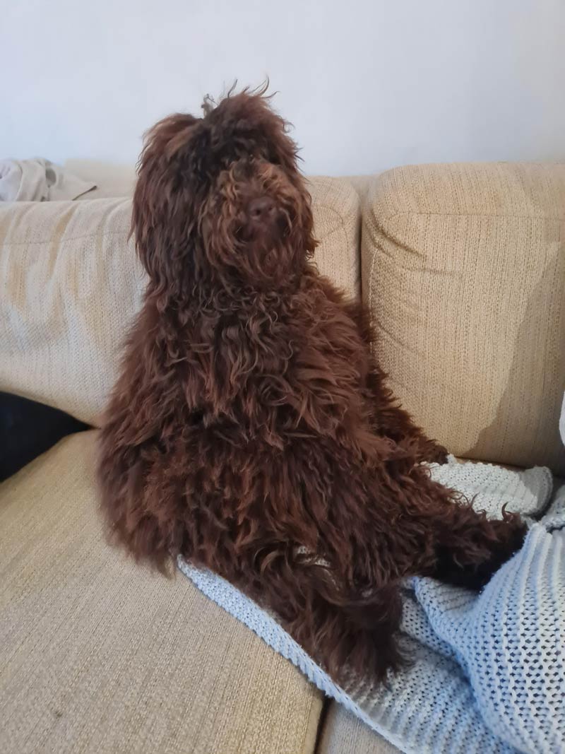 My Labradoodle looking like an overweight Alf had a child with Chewbacca