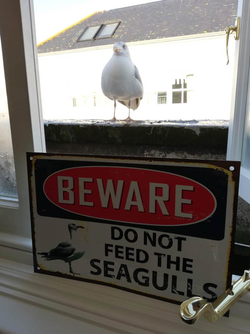 My brother has been feeding a seagull scraps from his windowsill for weeks, so my girlfriend bought him this sign. Safe to say the seagull was not impressed