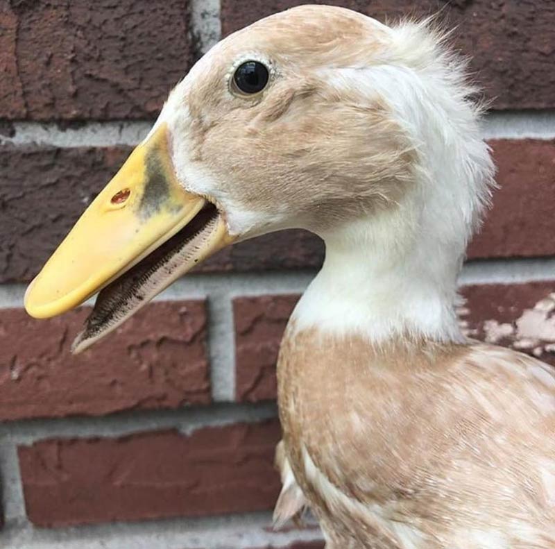 This duck looks like Larry David