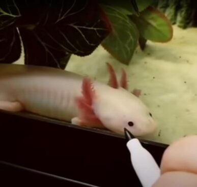 Salamander Says Hello