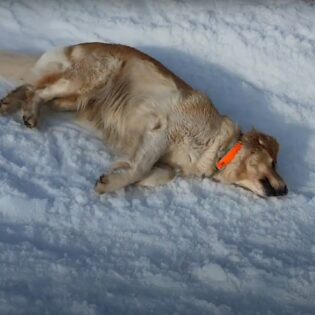 Dog Sliding on Ski Slope